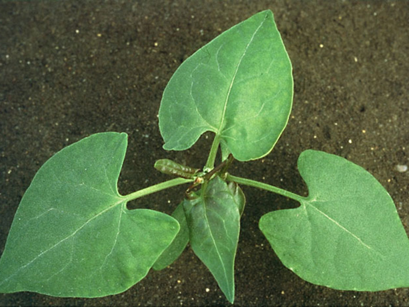 Njivski vijušac - Polygonum convolvulus - u voćnjacima - Slika 2