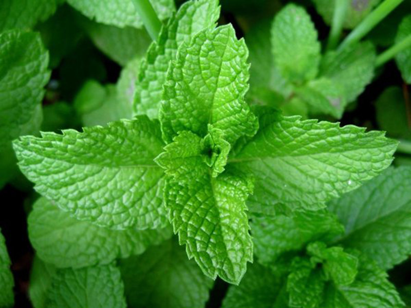 Poljska nana (metvica) – Mentha arvensis - u voćnjacima - Slika 2