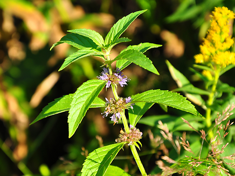 Poljska nana (metvica) – Mentha arvensis - u voćnjacima
