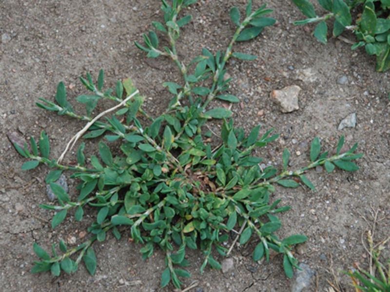 Ptičiji dvornik – Polygonum aviculare - u voćarstvu