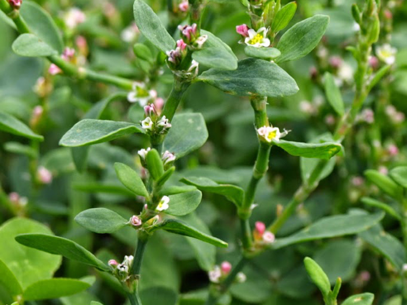 Ptičiji dvornik – Polygonum aviculare - u voćarstvu - Slika 1
