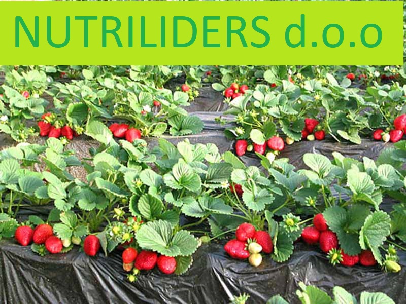 NUTRILEADERS PROGRAM FOLIJARNE ISHRANE JAGODE