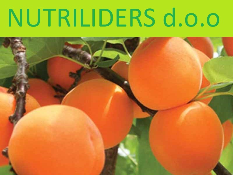 NUTRILEADERS – PROGRAM FOLIJARNE ISHRANE KAJSIJE