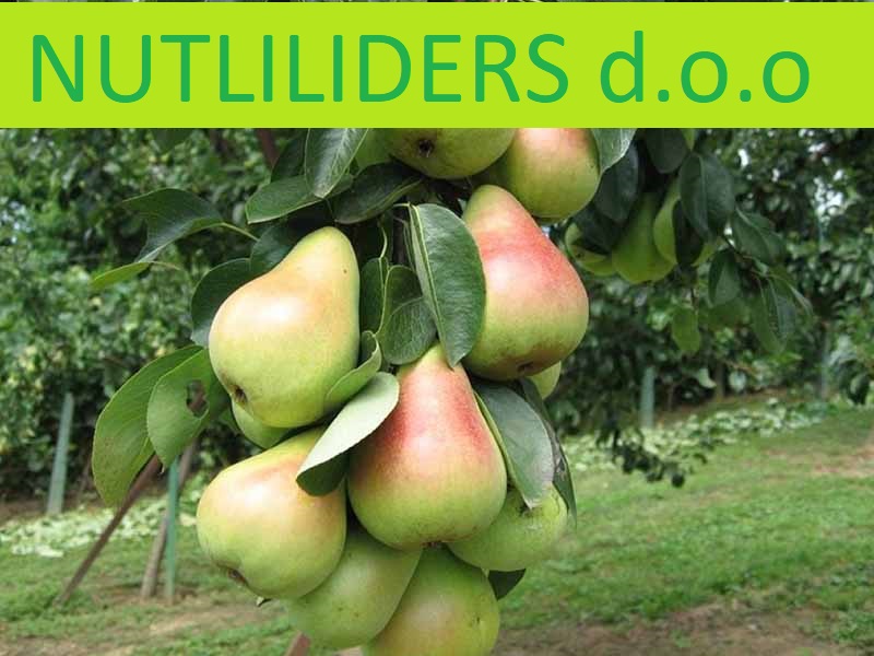 NUTRILEADERS – PROGRAM FOLIJARNE ISHRANE KRUŠKE