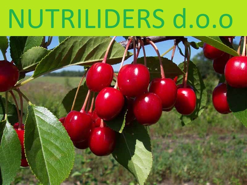 NUTRILEADERS – PROGRAM FOLIJARNE ISHRANE VIŠNJE