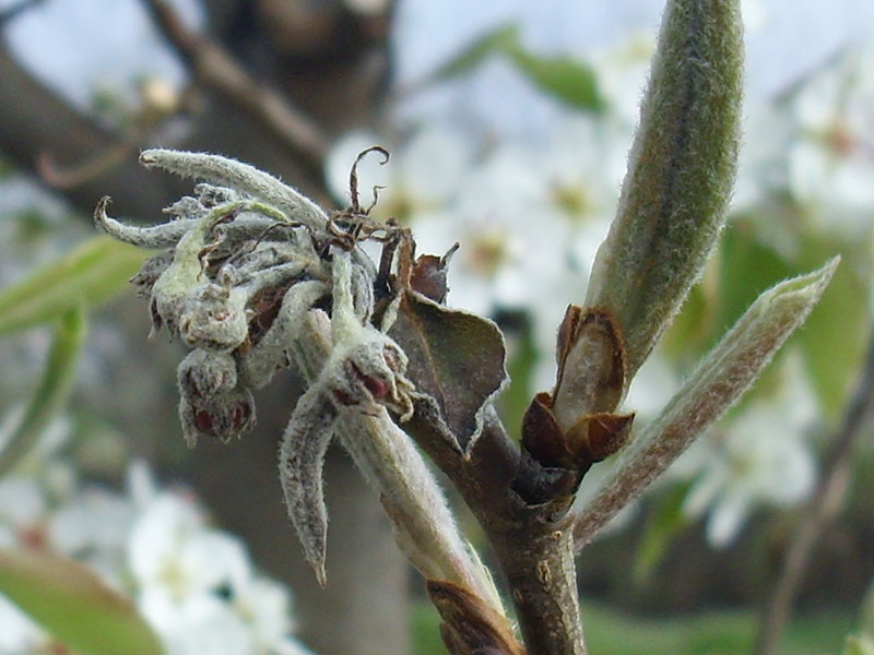 Bakteriozno izumiranje voćaka - Pseudomonas syringae - kruška