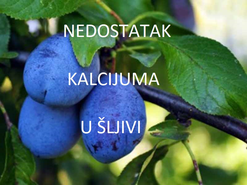 Nedostatak kalcijuma (Ca) - u šljivama