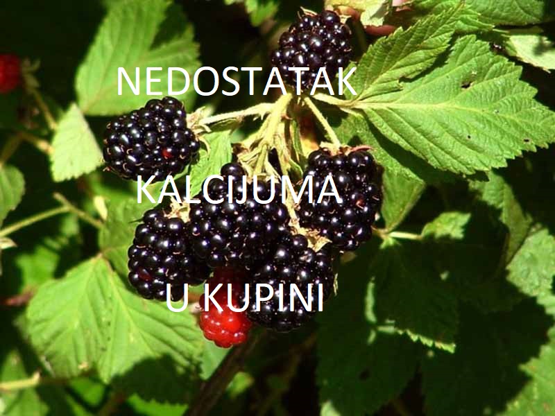 Nedostatak kalcijuma (Ca) - u kupinama