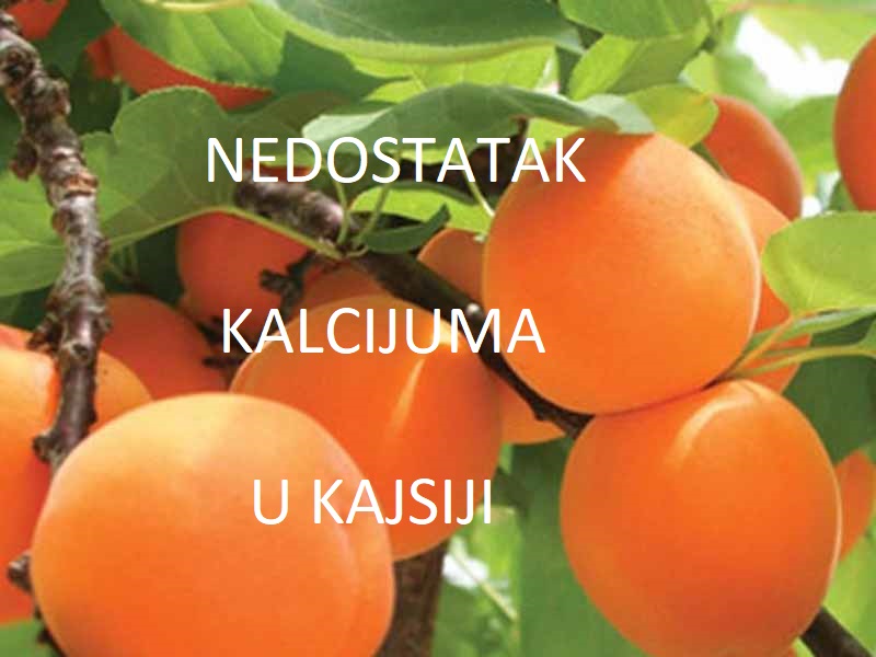 Nedostatak kalcijuma (Ca) - u kajsijama