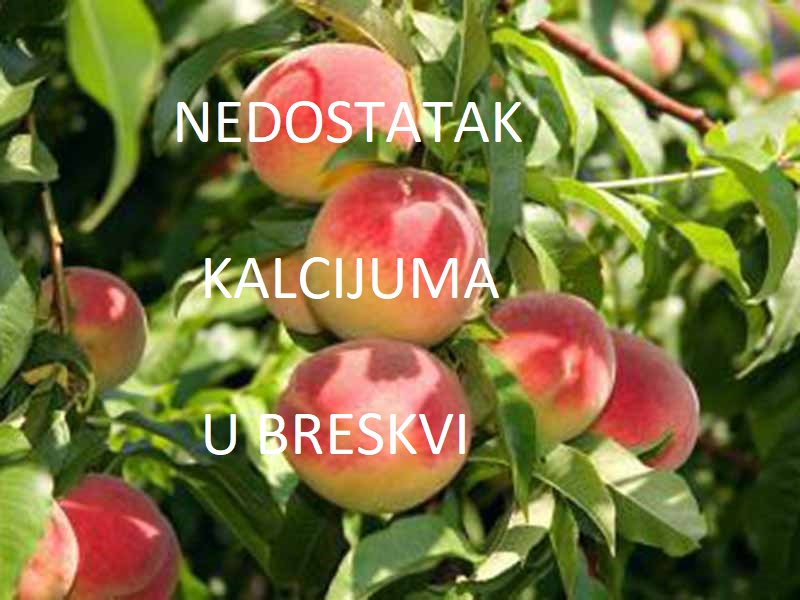 Nedostatak kalcijuma (Ca) - u breskvama