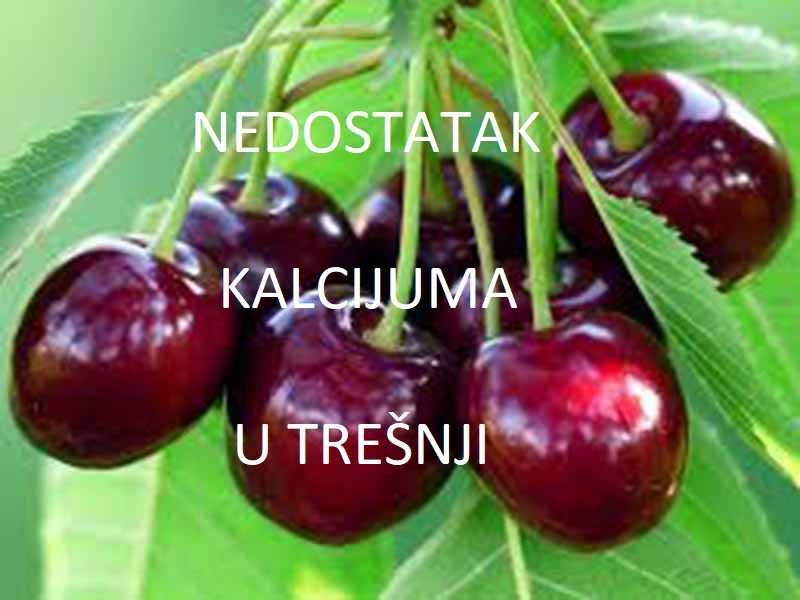 Nedostatak kalcijuma (Ca) - u trešnjama