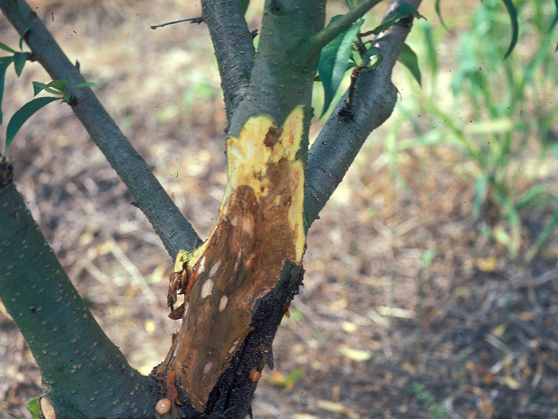 Bakteriozno izumiranje voćaka - P. syringae - breskva