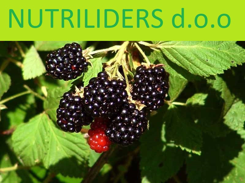 NUTRILEADERS – PROGRAM FOLIJARNE ISHRANE KUPINE
