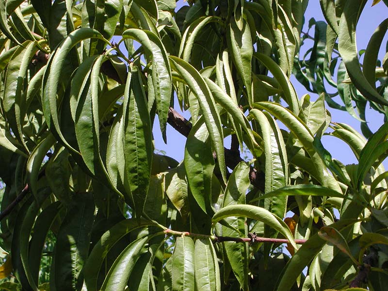 Nedostatak kalijuma ( K ) - u breskvi - Slika 2