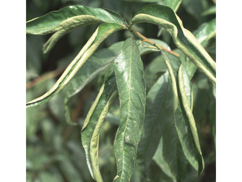 Nedostatak kalijuma ( K ) - u breskvi - Slika 1