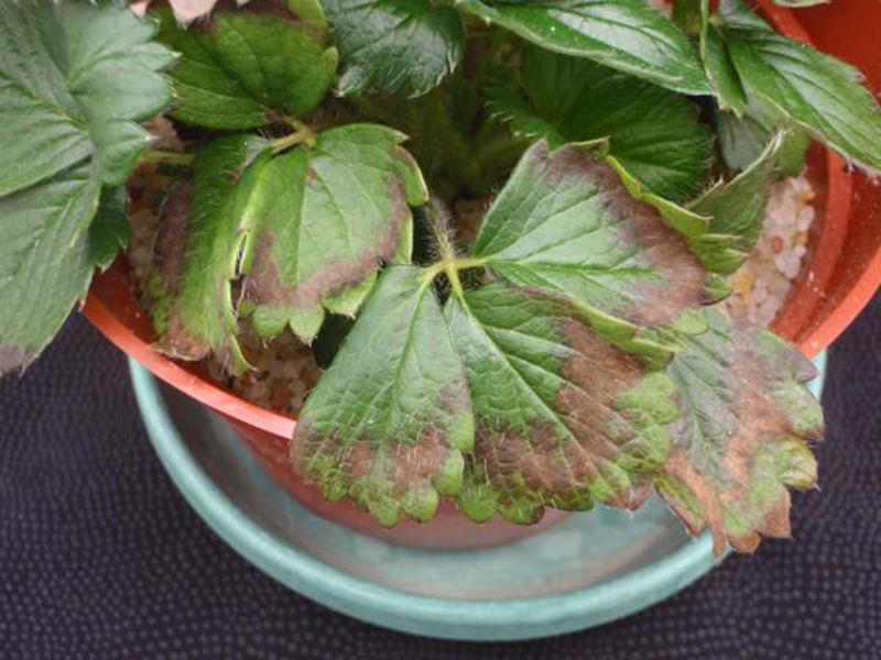 Nedostatak kalijuma ( K ) - u jagodi