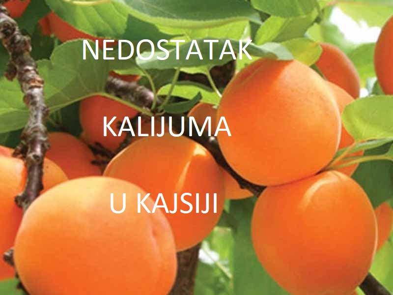 Nedostatak kalijuma ( K ) - u kajsiji