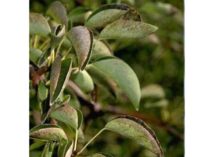 Nedostatak kalijuma ( K ) - u krušci