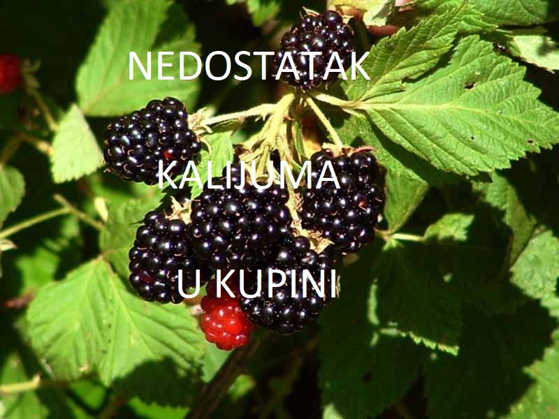 Nedostatak kalijuma ( K ) - u kupini