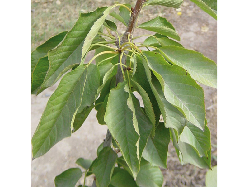 Nedostatak kalijuma ( K ) - u trešnji