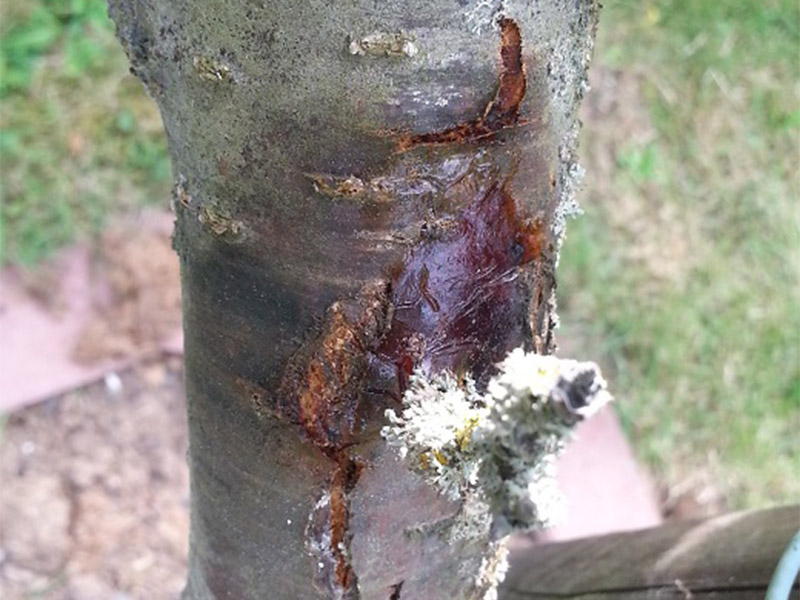 Bakteriozno izumiranje voćaka - Pseudomonas syringae - kajsija