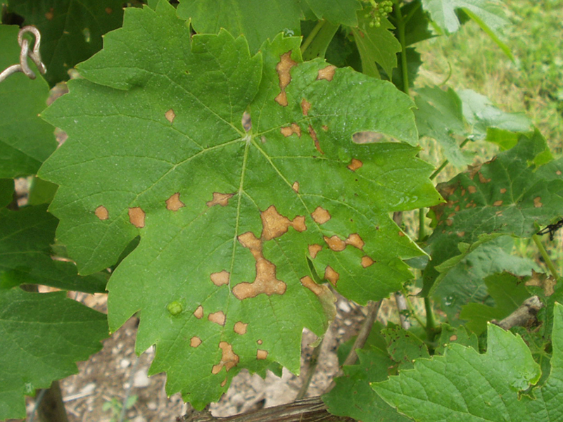 Crna trulež grožđa – Guignardia bidwellii