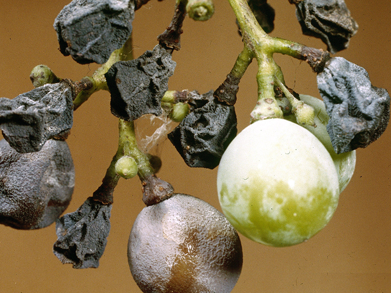 Crna trulež grožđa – Guignardia bidwellii - Slika 2