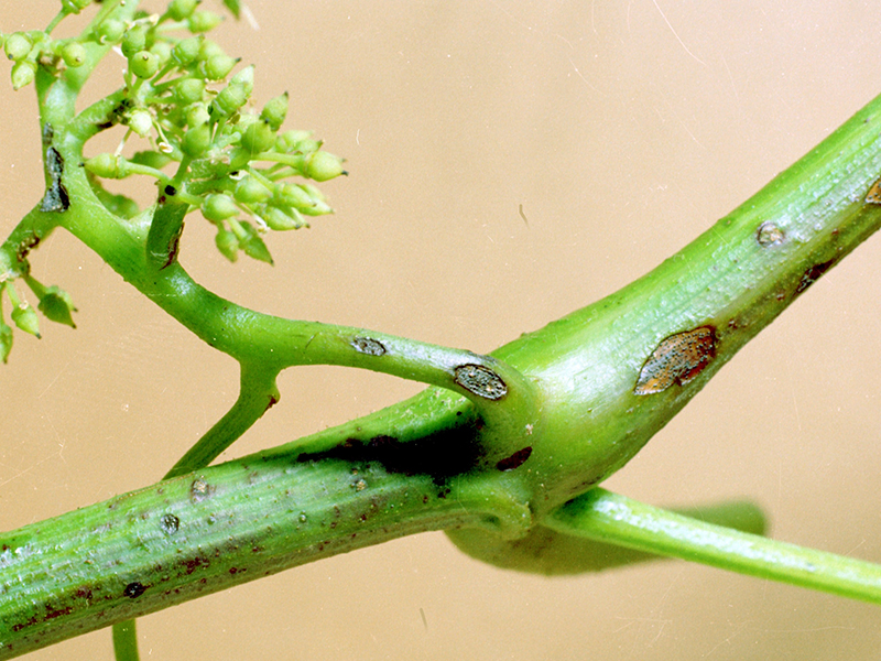 Crna trulež grožđa – Guignardia bidwellii - Slika 1