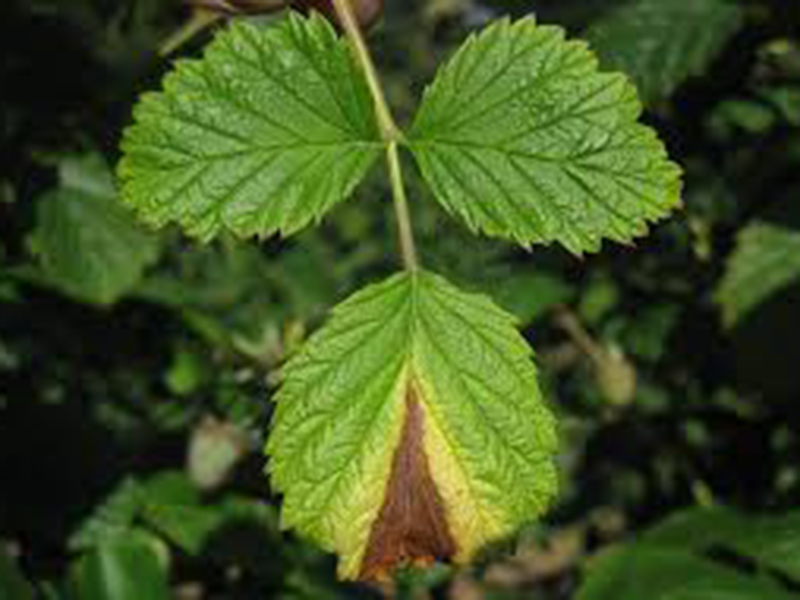 Kestenjasta pegavost  izdanaka maline – Didymella applanata