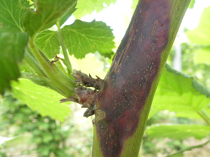Kestenjasta pegavost  izdanaka maline – Didymella applanata - Slika 1