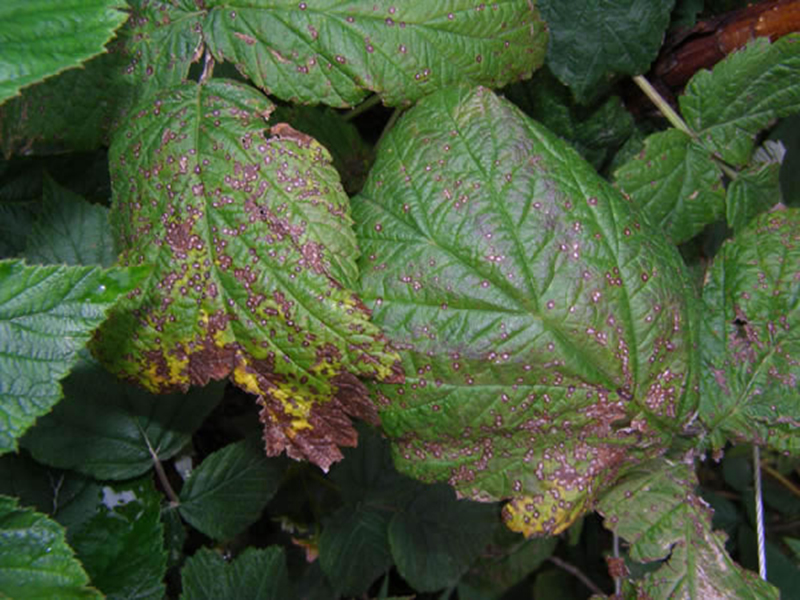 Sivosmeđa pegavost lista maline – Sphaerulina rubi