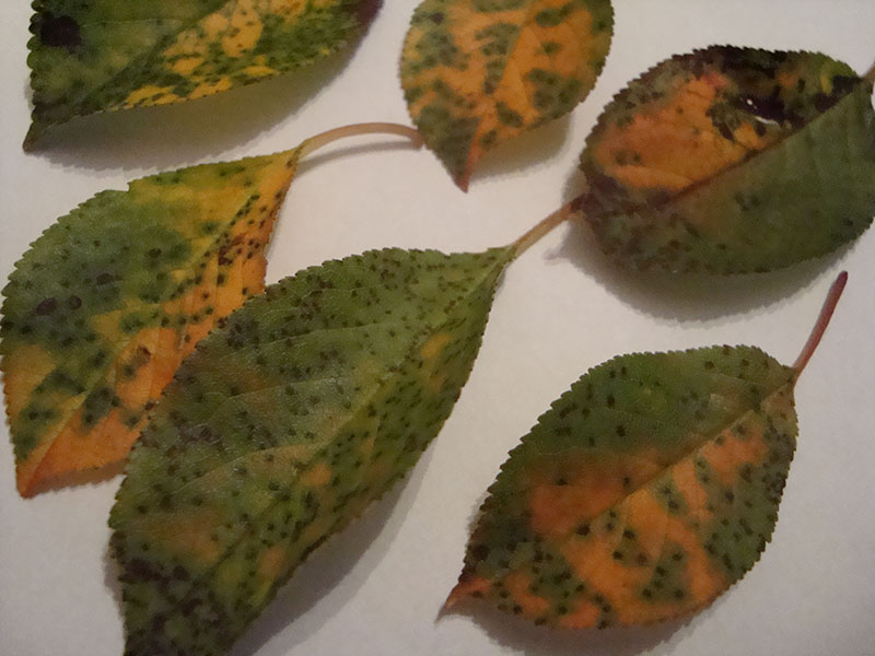 Pegavost lišća višnje – Blumeriella jaapii - Slika 1