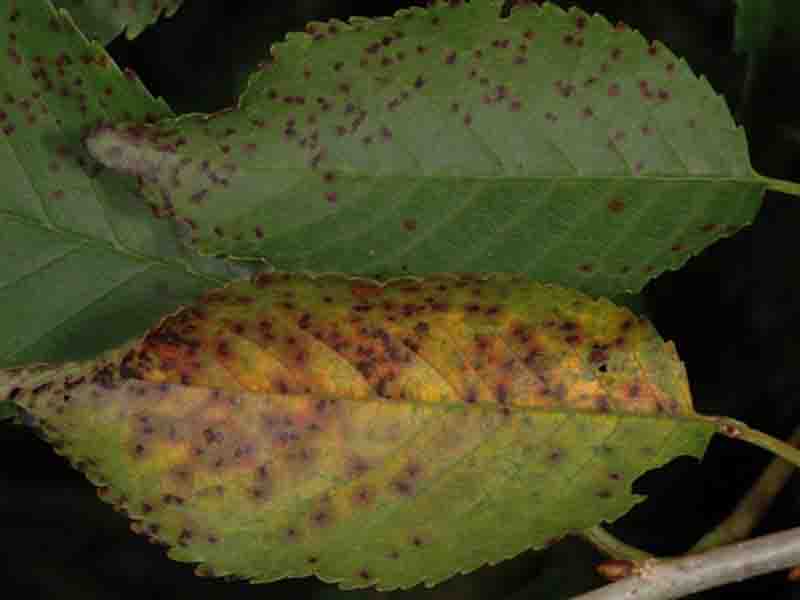 Pegavost lišća trešnje – Blumeriella jaapii