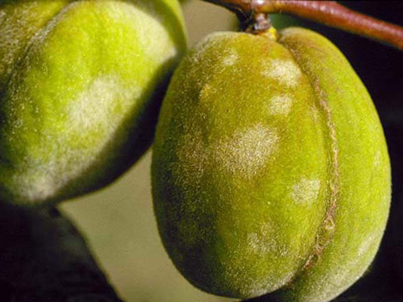 Pepelnica breskve – Sphaerotheca pannosa - Slika 3