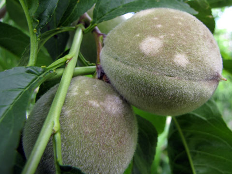 Pepelnica breskve – Sphaerotheca pannosa