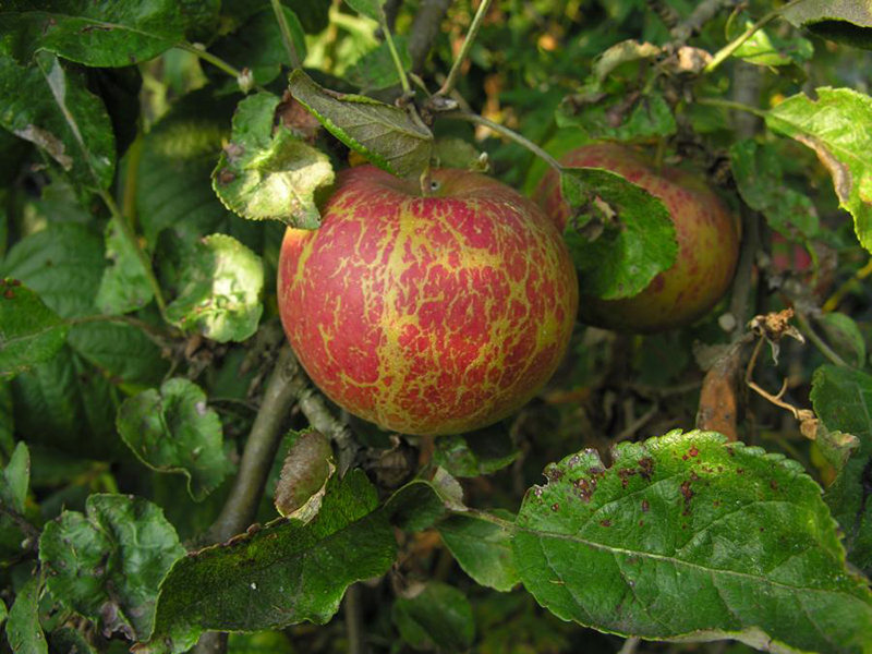 Pepelnica jabuke – Podosphaera leucotricha - Slika 2