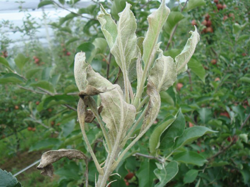 Pepelnica jabuke – Podosphaera leucotricha - Slika 1