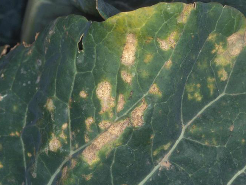 Plamenjača kupusa (Hyaloperonospora sp.) - Slika 4