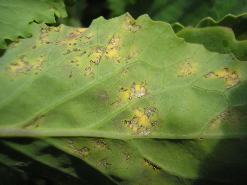 Plamenjača kupusa (Hyaloperonospora sp.)