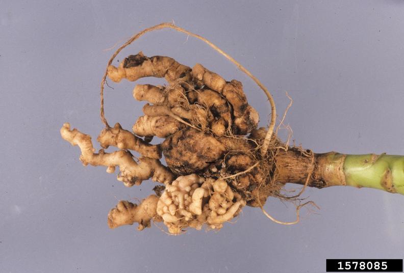 Kupusna kila (Plasmodiophora brassicae) - Slika 1