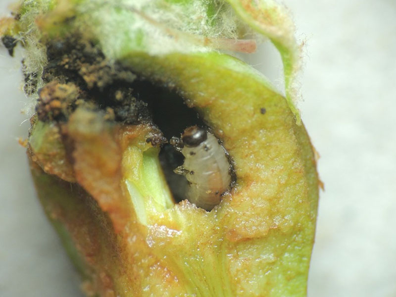 Kruškina osa – Hoplocampa brevis