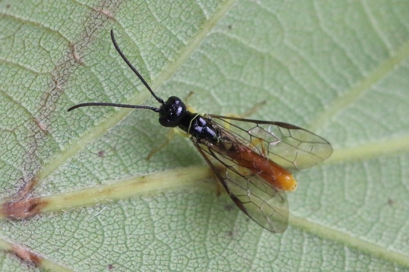 Kruškina osica – Janus compressus - Slika 3
