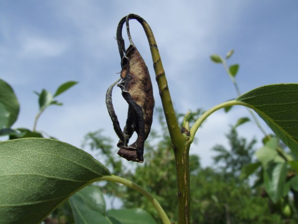 Kruškina osica – Janus compressus