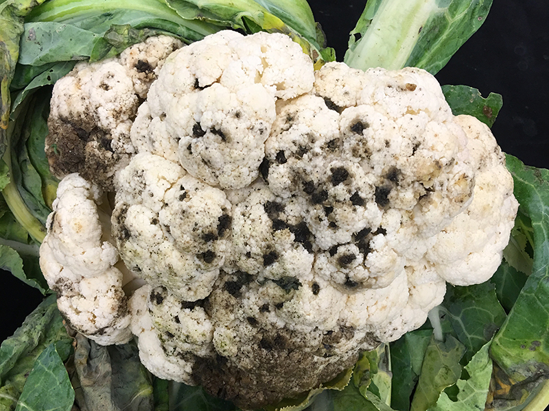 Pegavost lista (Alternaria brassicae) u karfiolu