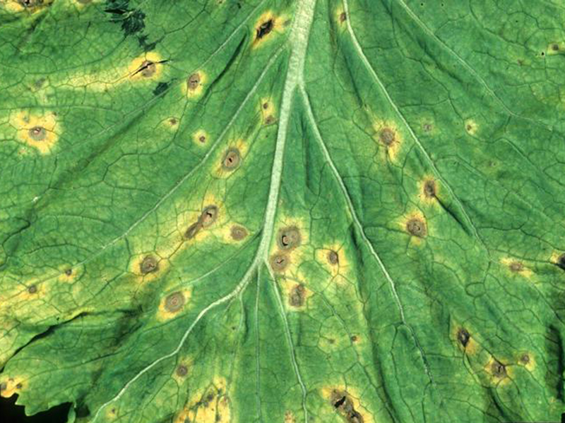 Pegavost lista (Alternaria brassicae) u kupusu