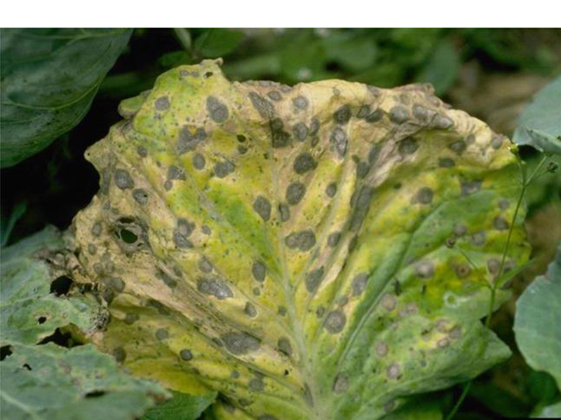 Pegavost lista (Alternaria brassicae) u kupusu - Slika 1
