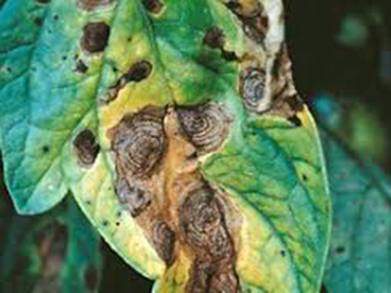 Crna pegavost paradajza (Alternaria solanii) - Slika 3