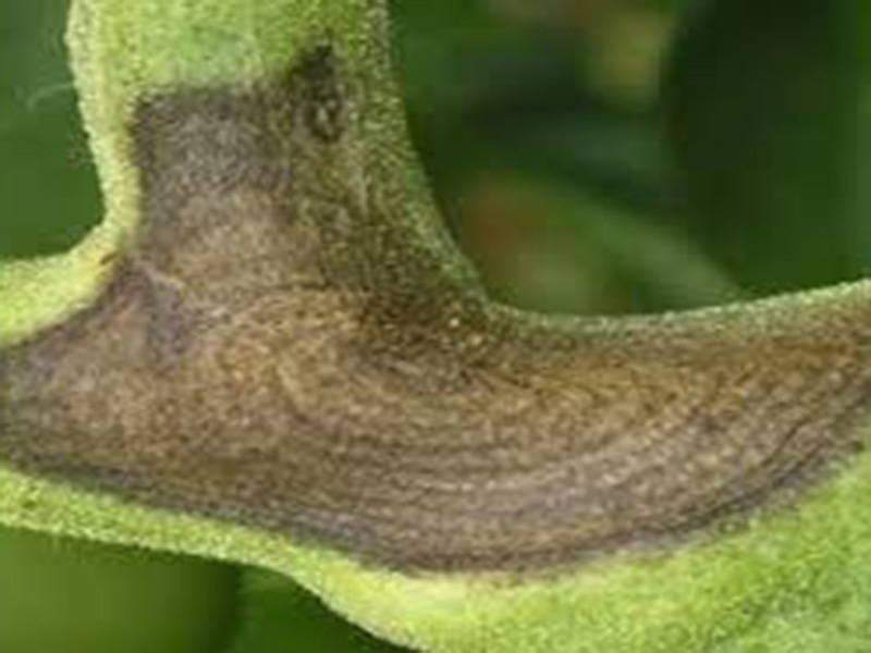 Crna pegavost paradajza (Alternaria solanii) - Slika 2