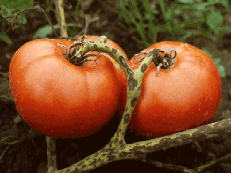 Crna pegavost paradajza (Alternaria solanii) - Slika 1