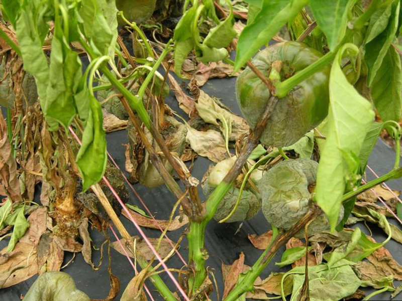Plamenjača paprike (Phytophthora capsici) - Slika 1